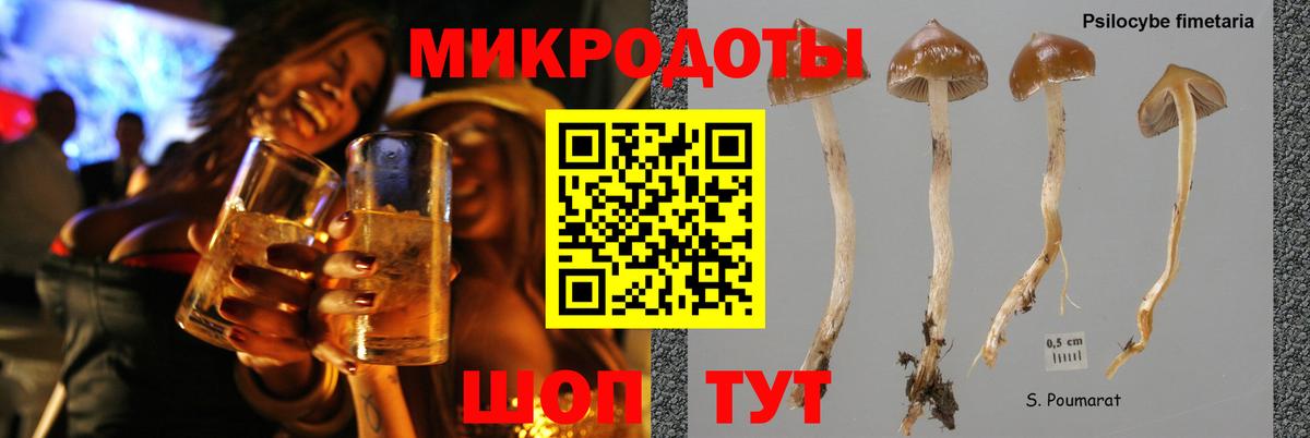 Псилоцибиновые грибы Psilocybine cubensis Астрахань